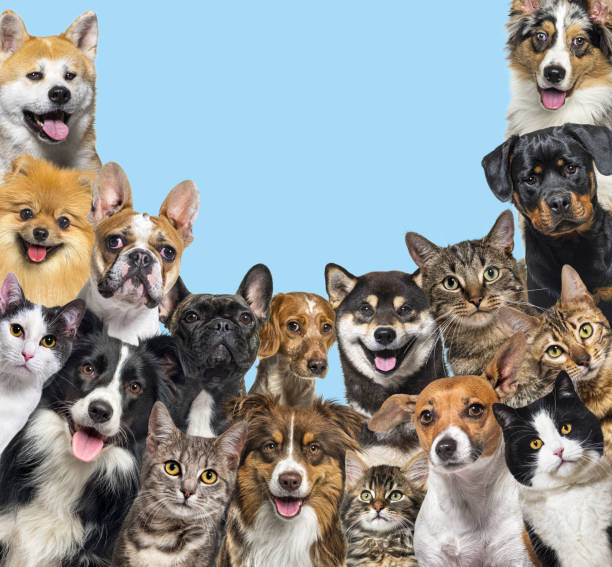 Large group of cats and dogs looking at the camera on blue background
